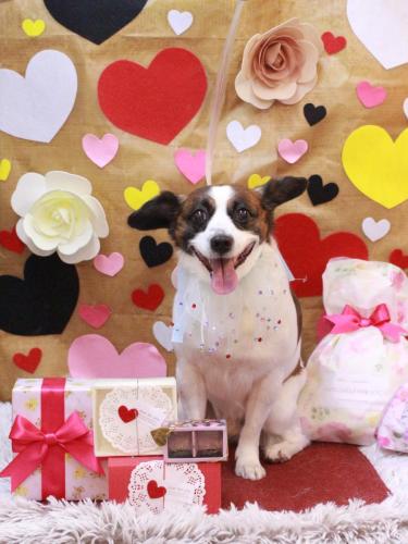 20230208チャッピーくん